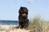 CAVALIER KING CHARLES 255